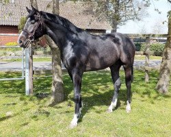 Springpferd Catanzavo S (Hannoveraner, 2018, von Colman)