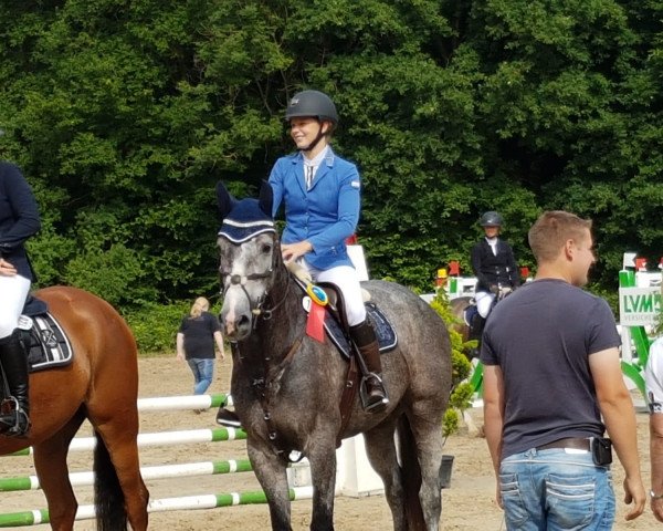 Springpferd Daily de Luxe (KWPN (Niederländisches Warmblut), 2014, von Dallas VDL Z)
