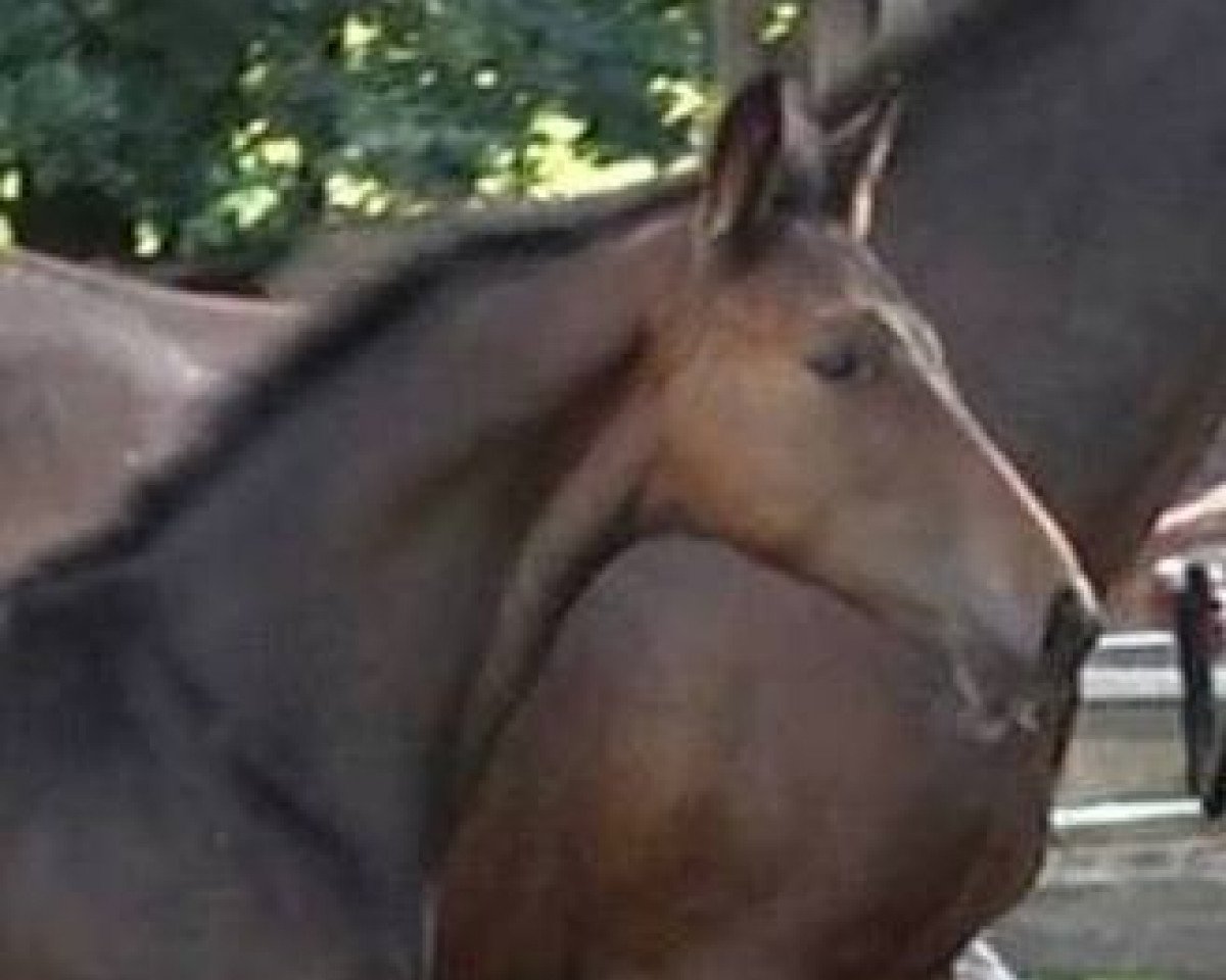 Pferd Quintus (Hannoveraner, 2018, von Quantissimo 3)