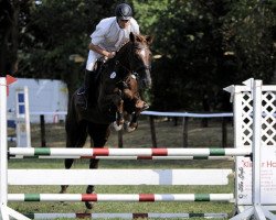 broodmare Dorite (Hanoverian, 2012, from Dannebrog)