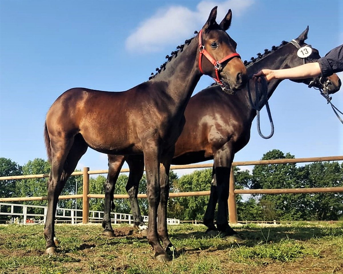 broodmare Borlotti (Hanoverian, 2018, from Borsalino)