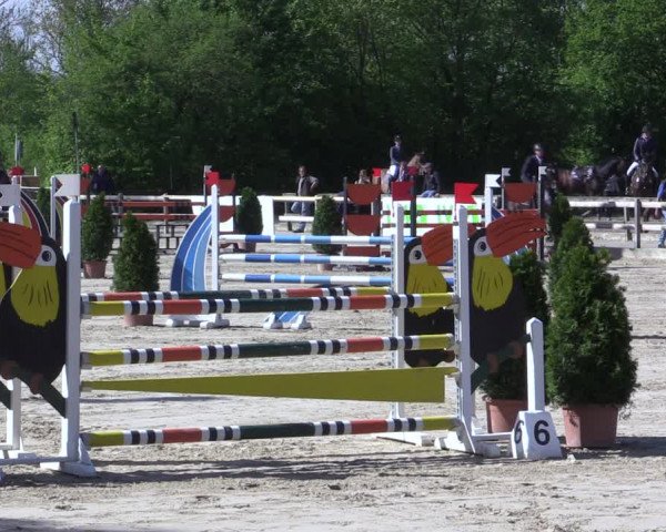 Reitturnier Nienberge 2017