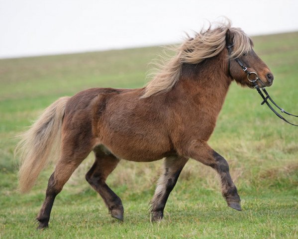 stallion Kara's Timekeeper (American Classic Shetler. Pony, 2006, from Timeplace II) stallion Kara's Timekeeper (American Classic Shetler. Pony, 2006, from Timeplace II)