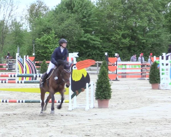 Reitturnier Nienberge 2017