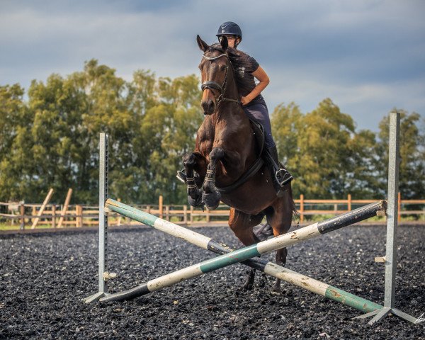 broodmare Barista M (Oldenburg, 2012, from Bordeaux 28)