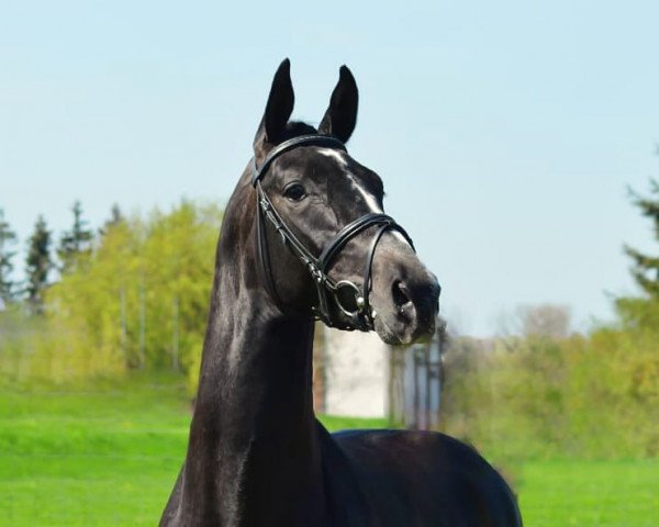 Springpferd Chaman´s First Class (Oldenburger, 2015, von Chaman) Springpferd Chaman´s First Class (Oldenburger, 2015, von Chaman)