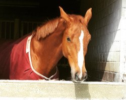 Springpferd Braveheart JN (Oldenburger Springpferd, 2011, von Conthargos)