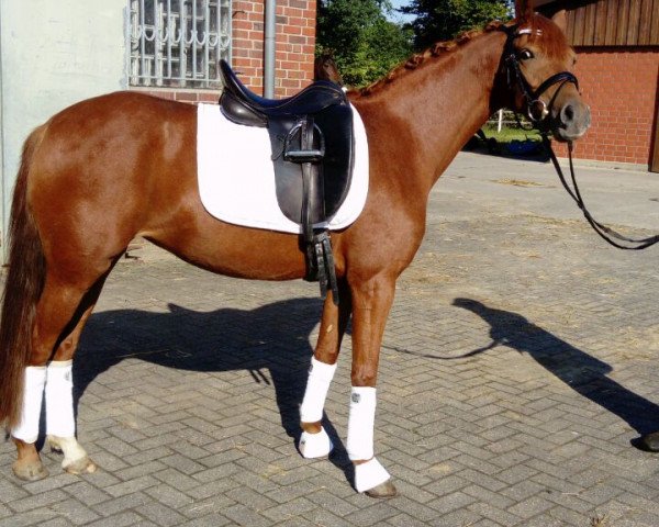 broodmare Mareen B (Westphalian, 2013, from FS Mr. Right)