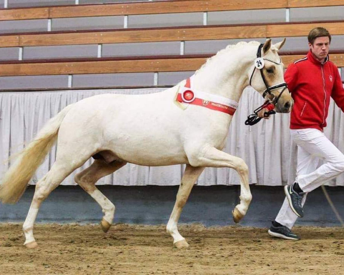 Deckhengst FS New Chance (Deutsches Reitpony, 2018, von Fs Numero Uno)