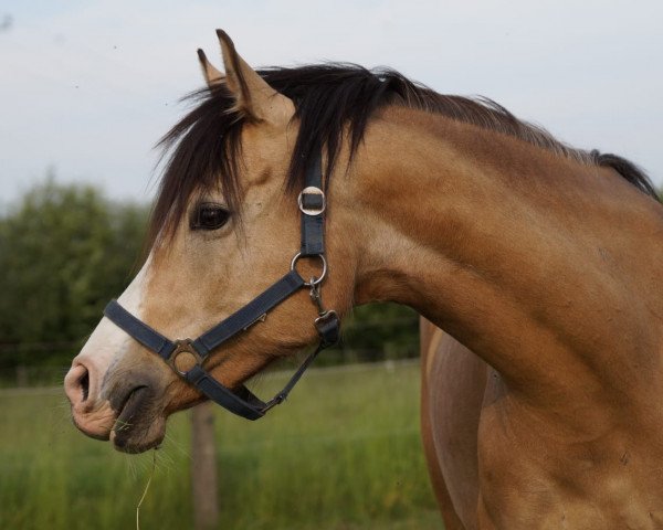 Zuchtstute CW Charliz (Deutsches Reitpony, 2014, von Cartier de Deluxe)