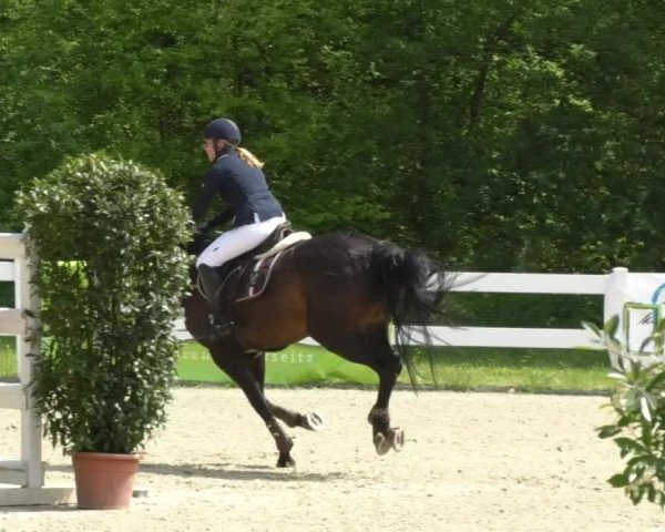 Reitturnier Isny-Rohrdorf 2017