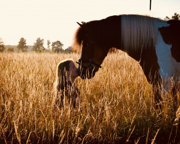horse Schecky (Pinto / Pony, 2003)
