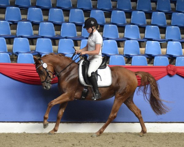 broodmare Dear Darlin'MR (German Riding Pony, 2015, from Dimension AT NRW)