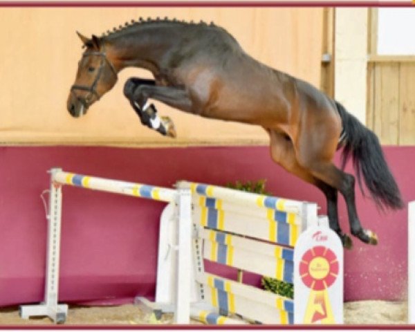 jumper Casino Royal R (Württemberger, 2011, from Clinton I)