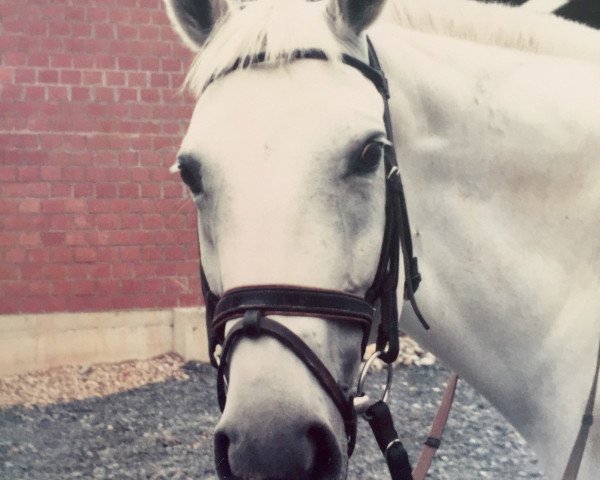 Avelssto Angelina (Rhenländer, 1974, av Adjutant)