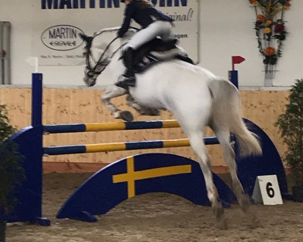 jumper Kornett 103 (German Sport Horse, 2004, from Kolibri 2705)