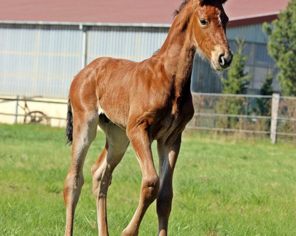 Springpferd Vaduz B (Deutsches Sportpferd, 2013, von Vulkano FRH)