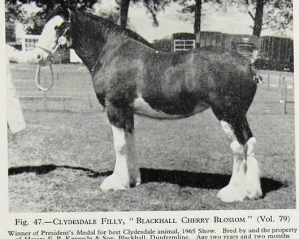 broodmare Blackhall Cherry Blossom (Clydesdale, 1962, from Balwill Print)