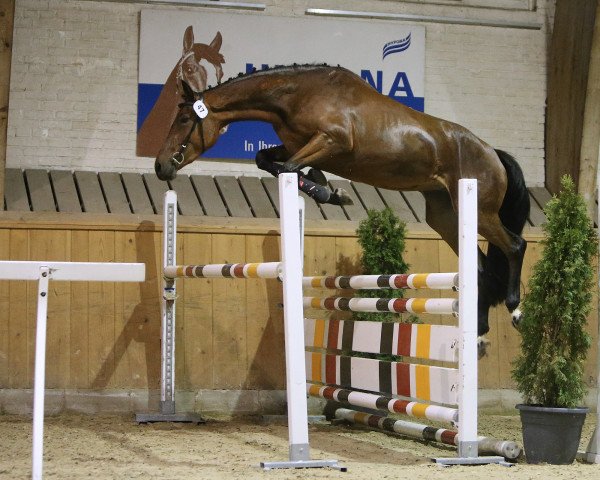 Springpferd Butterfly Queen Vbb CH (Schweizer Warmblut, 2014, von Balou Star)