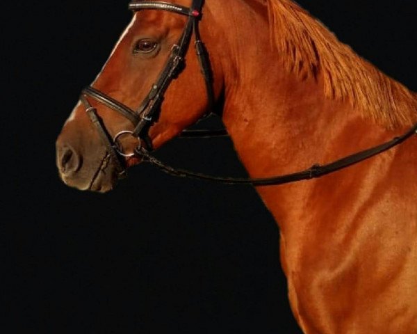 dressage horse Little Champ 26 (German Riding Pony, 2014, from Laudatio)