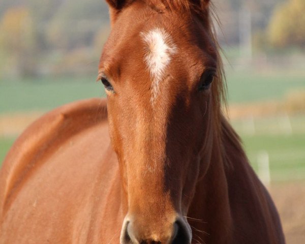 Pferd Hirtenblume (Trakehner, 2015, von Donauruf 2)