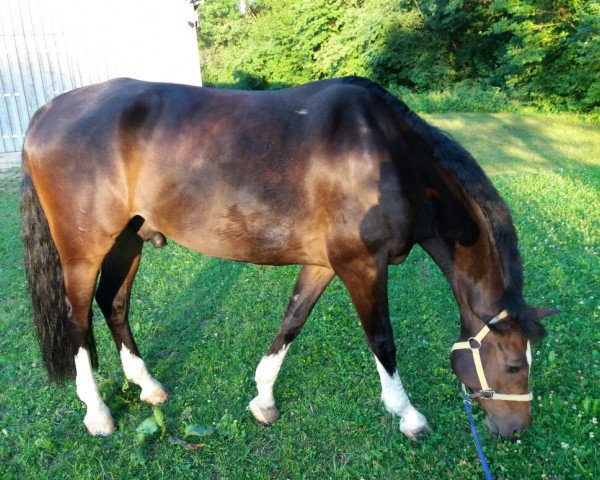 horse Casanova (Württemberger, 2008, from Ciacomo)