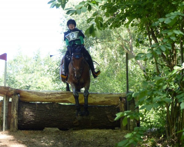jumper Lajano S 2 (Holsteiner, 2008, from Lordanos)