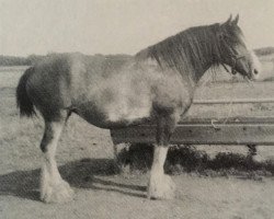 broodmare Donna Royal Gift (Clydesdale, 1968, from Collessie Royal Gift)