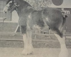 Deckhengst Solomon's Commodore (Clydesdale, 1977, von Riverview Benefactor Ideal)