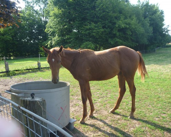 jumper Chacforkee (Oldenburg show jumper, 2017, from Chaccato)