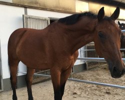 stallion Condor Blue (Mecklenburg, 2003, from Chacco-Blue)