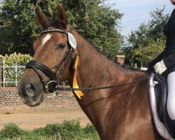 jumper Aranka II (Czech Warmblood, 2003, from Przedswit XVI)