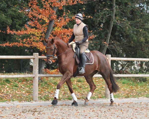 Pferd D`Elegance (Westfale, 2016, von Dantano)