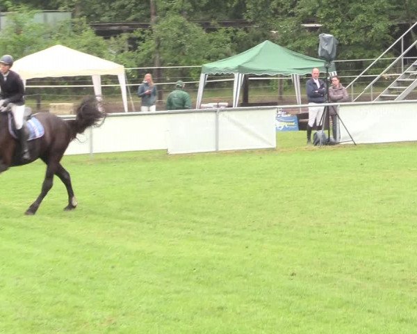Reitturnier Stukenbrock 2017