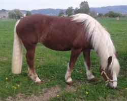 dressage horse Mira vom Hofgut Fremersberg (Black Forest Horse, 2008, from Montan)