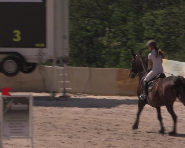 Reitturnier Oberfrauendorf 2017