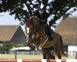 jumper Picobella F (German Sport Horse, 2014, from Chap II)