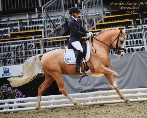 dressage horse Der kleine Sonnenschein (German Riding Pony, 2015, from Deinhard B)