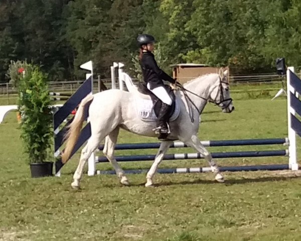 dressage horse Ghazea (Connemara Pony, 2004, from Ghazar)