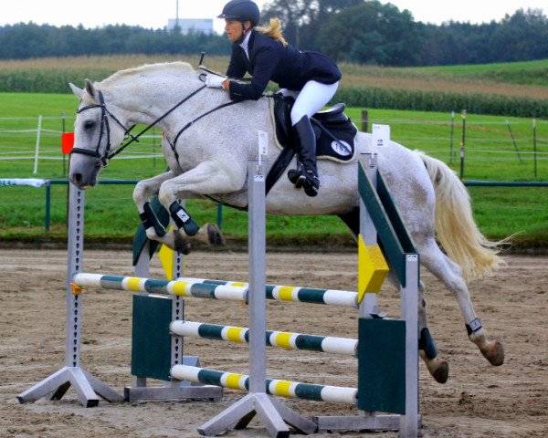 jumper Gino 486 (Hanoverian, 1998, from Germany)