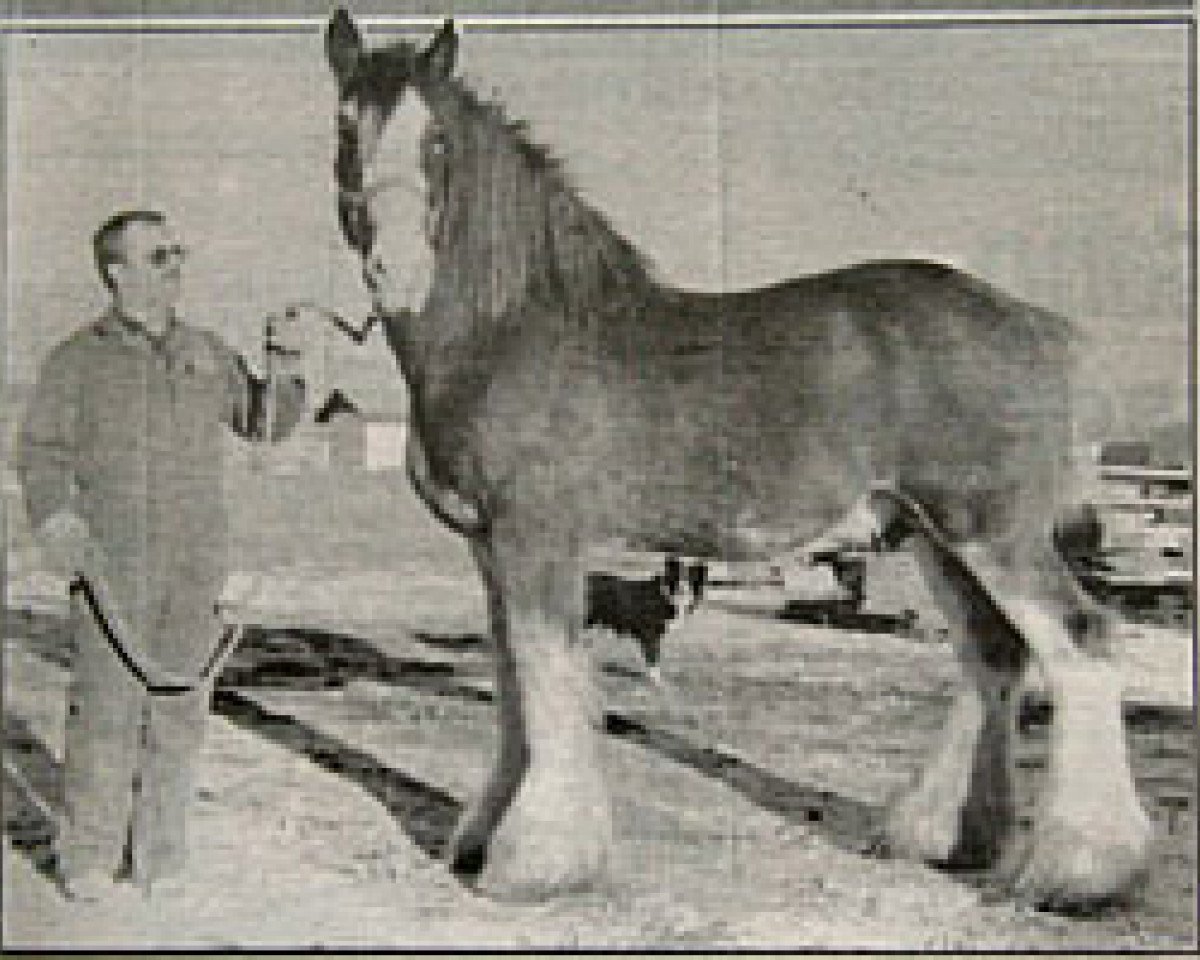 stallion Greendykes Inspiration (Clydesdale, 1982, from Doura Masterstroke)
