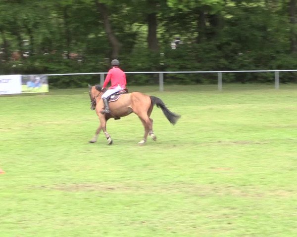 Reitturnier Stukenbrock 2017