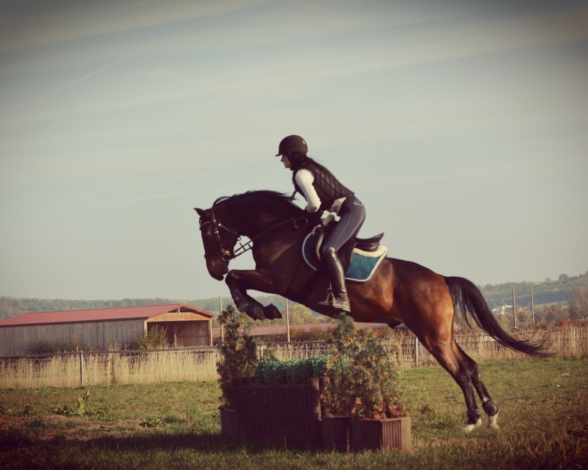 horse Sir Stanley 15 (German Riding Pony, 2013, from Strahlemann)