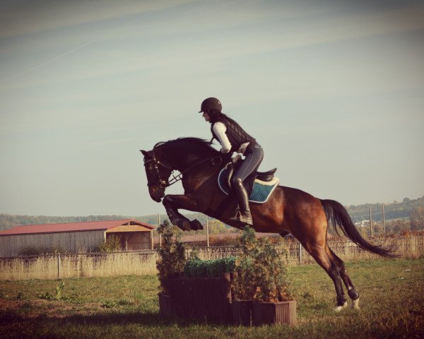 Pferd Sir Stanley 15 (Deutsches Reitpony, 2013, von Strahlemann)