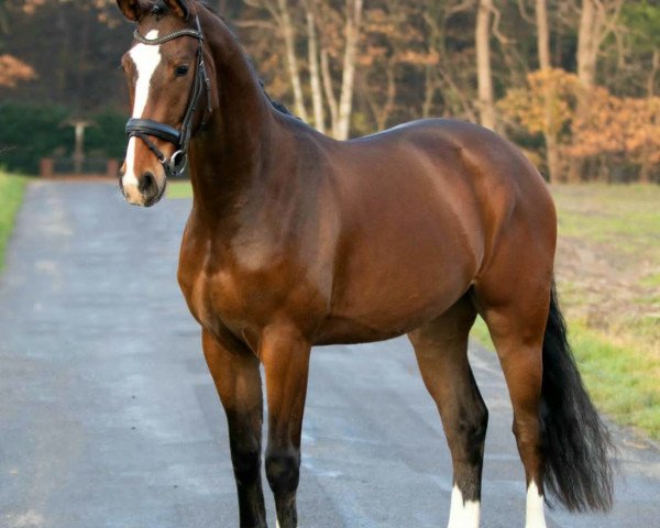horse De Niro Bronze (Oldenburg, 2017, from De Niro Gold 3)
