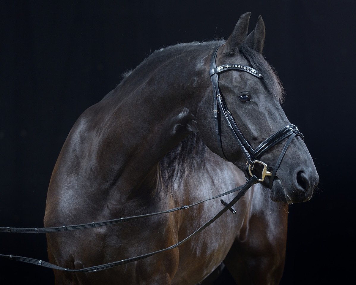 dressage horse Herre W. (Friese, 2010, from Beart 411)