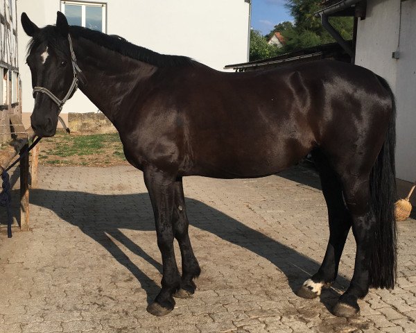 dressage horse Warana 2 (Hanoverian, 2001, from Woronow)