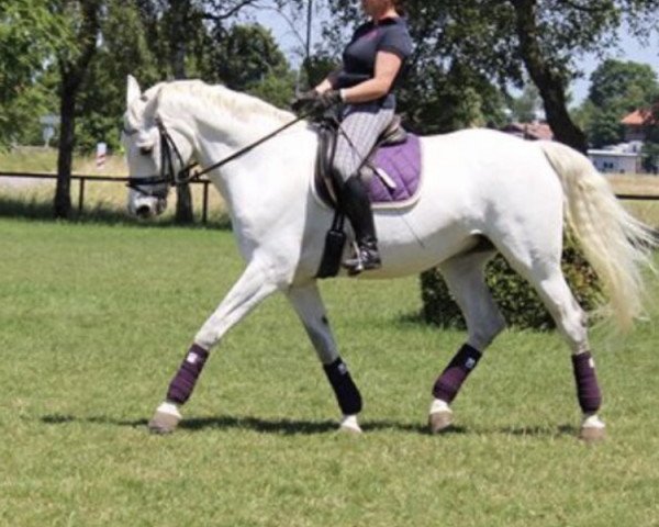 broodmare S-Clintona (Holsteiner, 2002, from Clinton I)