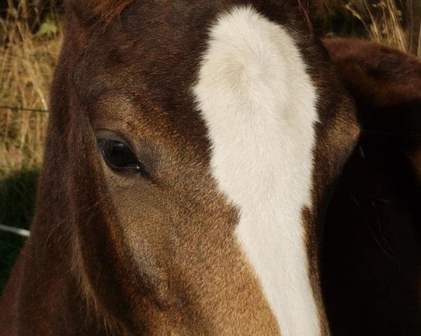 broodmare Greta Garbo (German Riding Pony, 2018, from Herzkönig NRW)