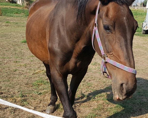 horse Weiona (Hanoverian, 1993, from DE 331310907788)